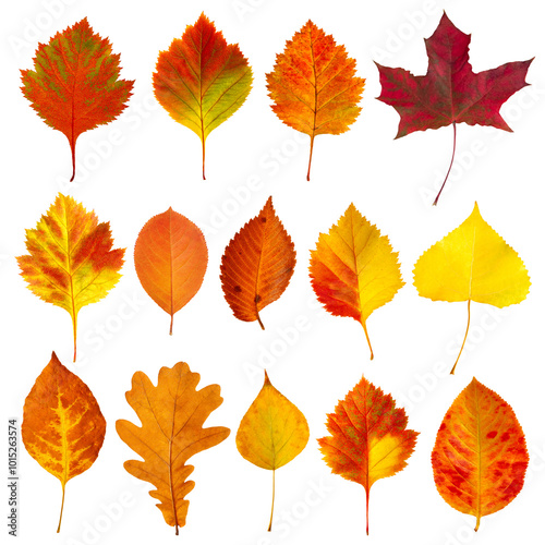 A collection of autumn leaves in various shapes and sizes isolated on white transparent background. The leaves are orange and yellow, and they are scattered across the image.