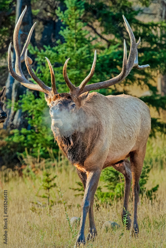 Obraz premium Bull Elk's Breath Becoming a Misty Cloud on a Colo Morning