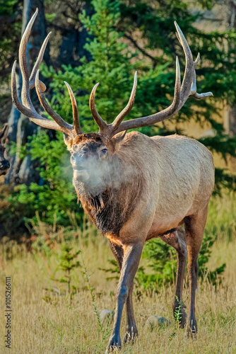 Bull Elk's Breath Becoming a Misty Cloud on a Colo Morning photo