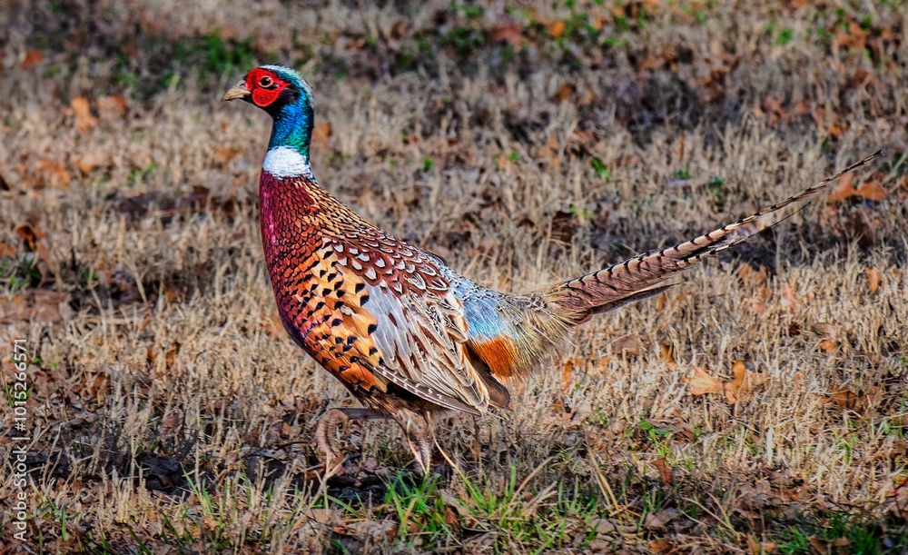 Fototapeta premium Male Ring-necked Pheasant Walking in Grassy Field