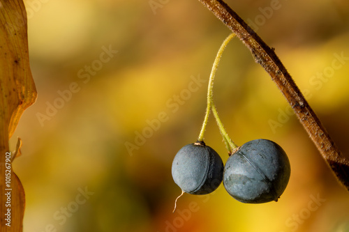 Solomon's seal Polygonatum odoratum, poisonous fruits, berries photo