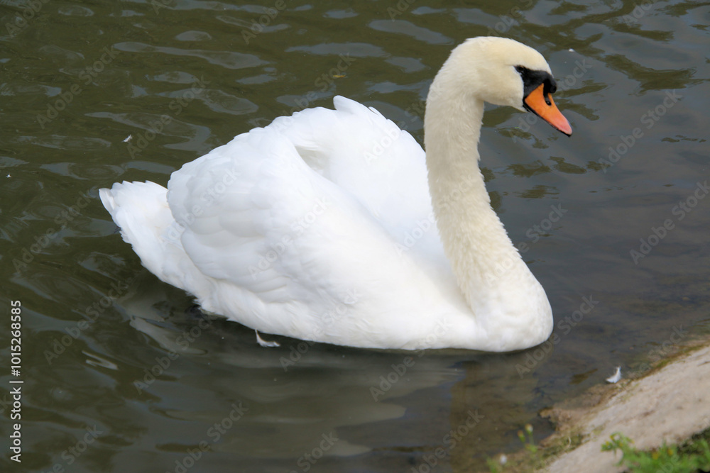 A view of a Mute Swan at Slimbridge Nature Reserve A view of a Mute Swan at Slimbridge Nature Reserve