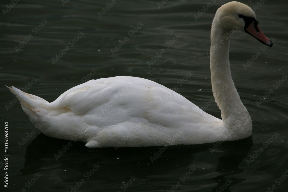 Fototapeta premium A view of a Mute Swan at Slimbridge Nature Reserve