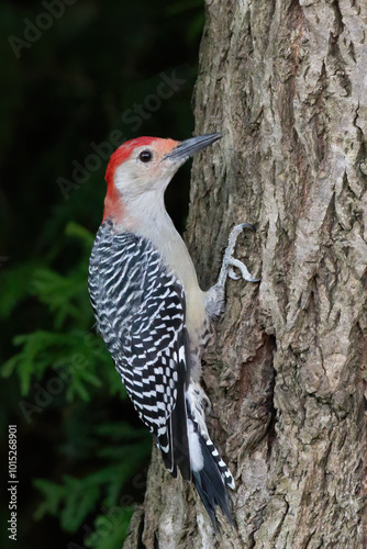 Red-Bellied Woodpecker 11