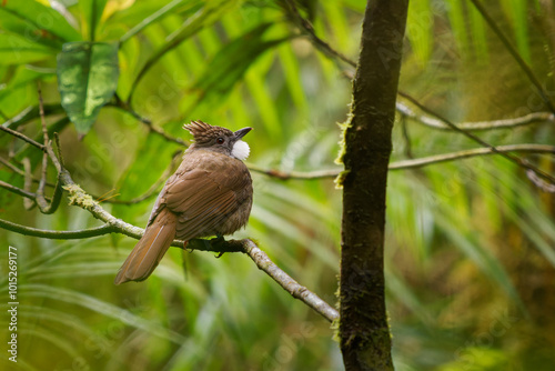 Penan bulbul Alophoixus ruficrissus brown songbird with white throat and small crest in Pycnonotidae found Borneo in mid-storey of broad-leaved evergreen and rainforests up to 1500 metres photo
