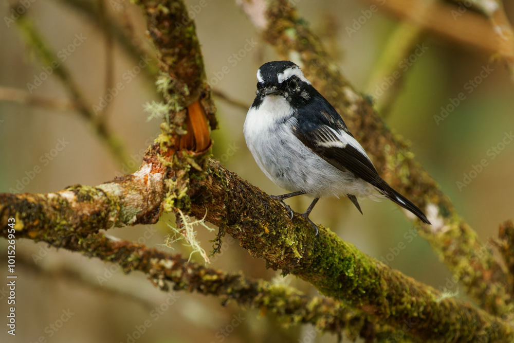 Naklejka premium Little pied flycatcher Ficedula westermanni black and white bird in Muscicapidae, found in the Indian Subcontinent and Southeast Asia, subtropical or tropical moist lowland and montane forest