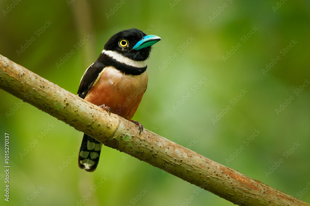 Fototapeta premium Black-and-yellow broadbill Eurylaimus ochromalus small bird black head, breastband, white neckband, yellow back and wings, vinous-pink underparts, bright blue beak, native to Indonesia, Malaysia.