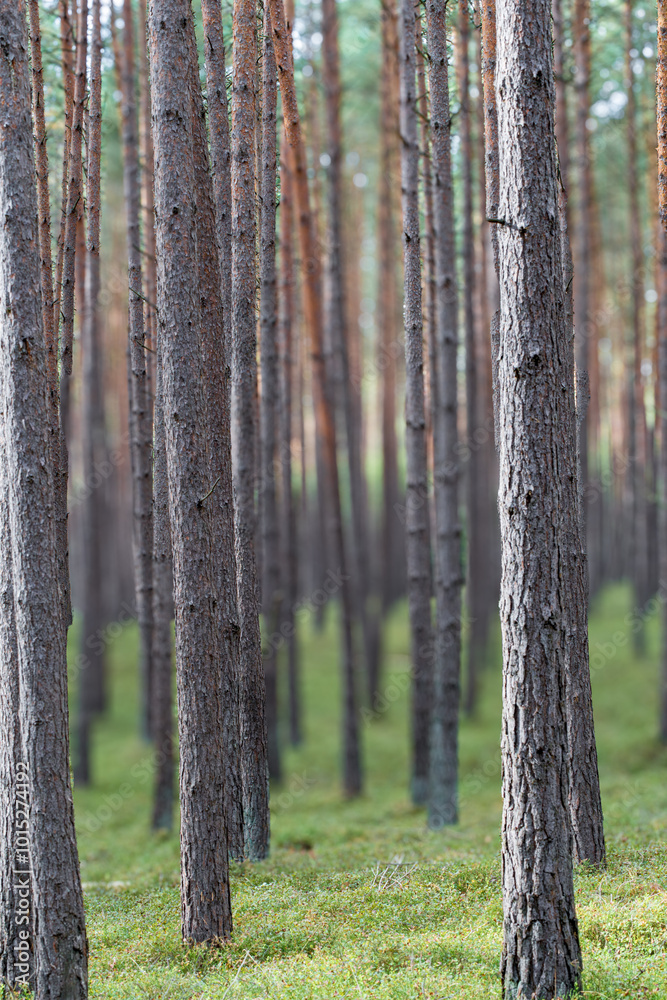 The Serene Forest has Tall Pines and Lush Underbrush, creating a tranquil atmosphere The Serene Forest has Tall Pines and Lush Underbrush, creating a tranquil atmosphere
