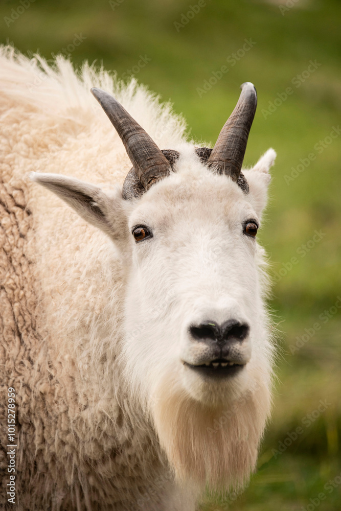 Mountain goat closeup portrait Mountain goat closeup portrait