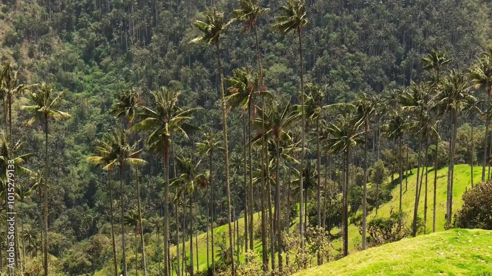 The palm trees in the Cocora Valley are considered the tallest in the world, Colombia The palm trees in the Cocora Valley are considered the tallest in the world, Colombia