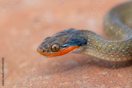 Close-up of the beautiful head of a red-lipped herald snake (Crotaphopeltis hotamboeia) 