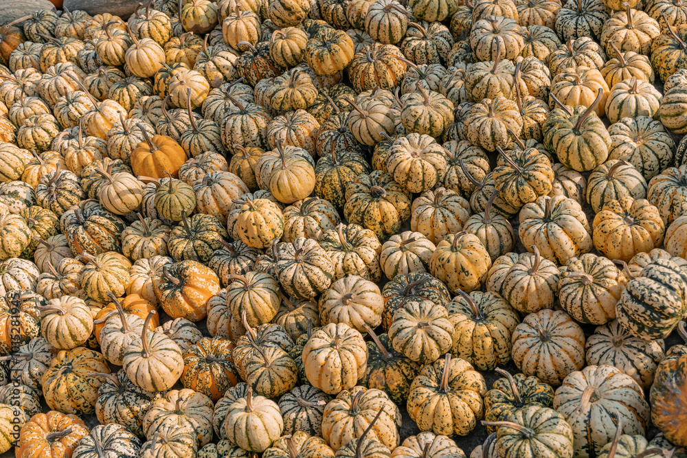 A large number of pumpkins fill the entire frame. The pumpkins vary in size and color, creating a simple yet vibrant autumn composition. Perfect for fall themes. A large number of pumpkins fill the entire frame. The pumpkins vary in size and color, creating a simple yet vibrant autumn composition. Perfect for fall themes.