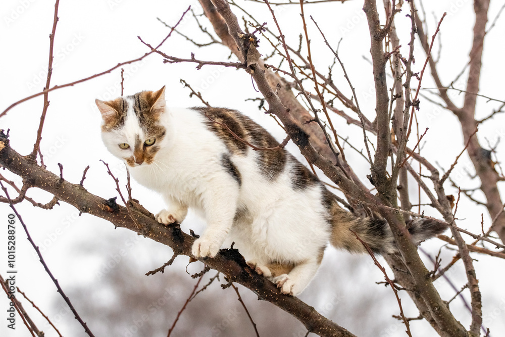 Cute white spotted cat sitting in a tree in winter Cute white spotted cat sitting in a tree in winter