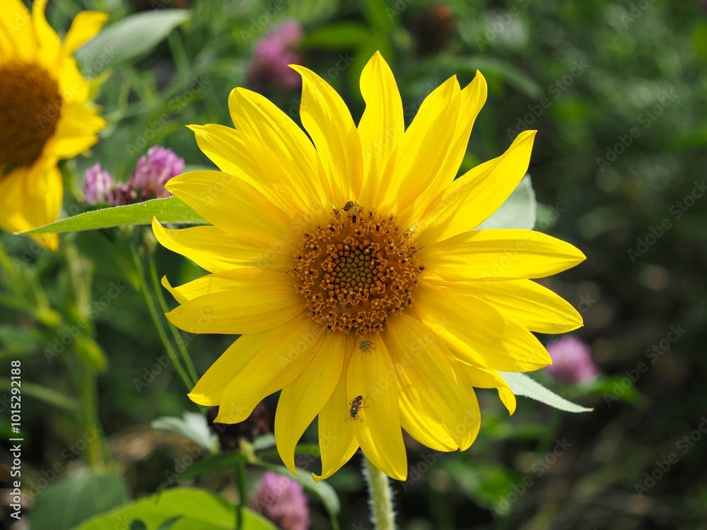 Fototapeta premium Sonnenblumen auf einer Wildblumen Wiese 