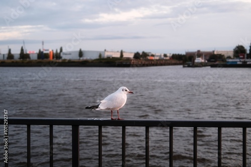 Möwe vor dem Panorama des Hamburger Hafens photo