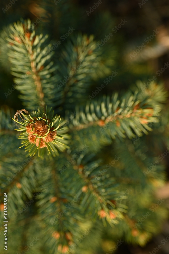 short needles of a coniferous tree close-up on a green background, texture of needles of a Christmas tree close-up, blue pine branches, texture of pine needles, green branches of a pine tree close-up short needles of a coniferous tree close-up on a green background, texture of needles of a Christmas tree close-up, blue pine branches, texture of pine needles, green branches of a pine tree close-up