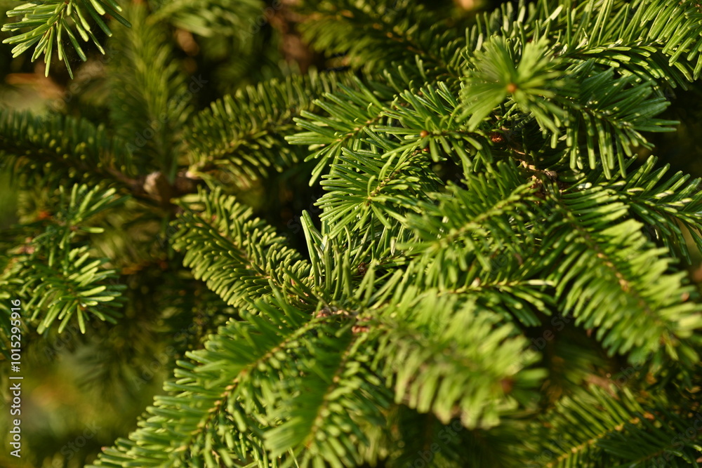 short needles of a coniferous tree close-up on a green background, texture of needles of a Christmas tree close-up, blue pine branches, texture of pine needles, green branches of a pine tree close-up short needles of a coniferous tree close-up on a green background, texture of needles of a Christmas tree close-up, blue pine branches, texture of pine needles, green branches of a pine tree close-up