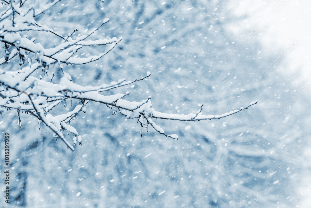 snow covered tree branch in forest during heavy snowfall snow covered tree branch in forest during heavy snowfall