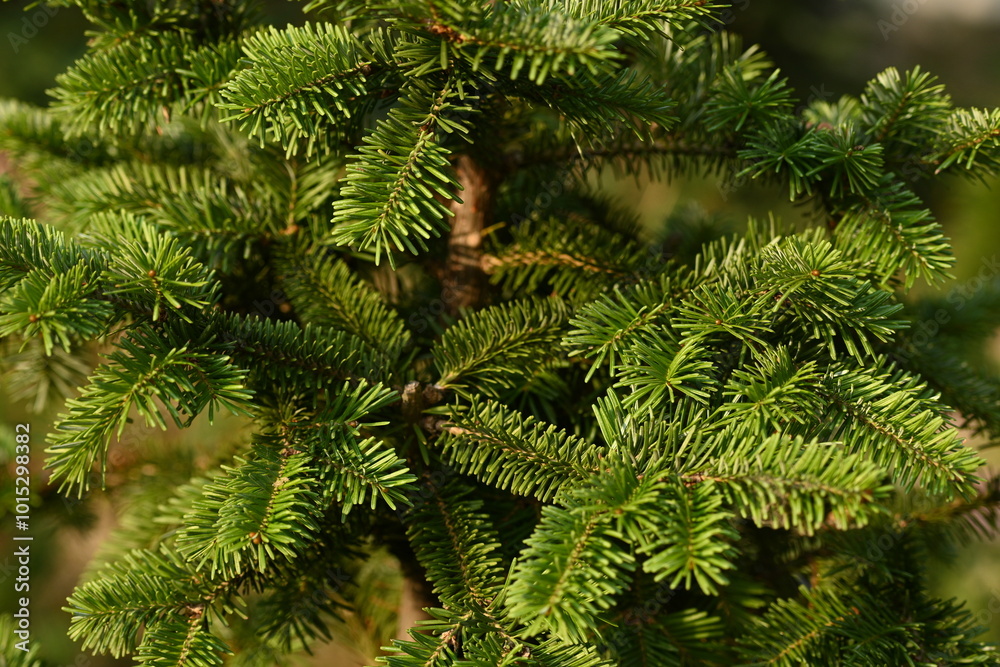short needles of a coniferous tree close-up on a green background, texture of needles of a Christmas tree close-up, blue pine branches, texture of pine needles, green branches of a pine tree close-up short needles of a coniferous tree close-up on a green background, texture of needles of a Christmas tree close-up, blue pine branches, texture of pine needles, green branches of a pine tree close-up