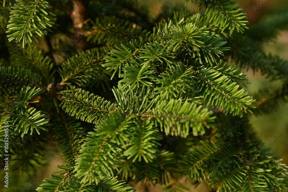 short needles of a coniferous tree close-up on a green background, texture of needles of a Christmas tree close-up, blue pine branches, texture of pine needles, green branches of a pine tree close-up short needles of a coniferous tree close-up on a green background, texture of needles of a Christmas tree close-up, blue pine branches, texture of pine needles, green branches of a pine tree close-up