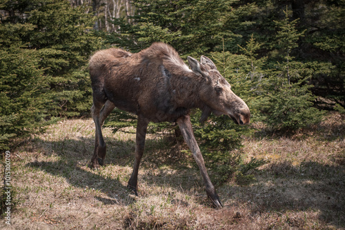 A Wild Female Moose