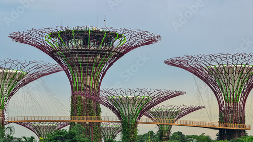 Iconic Supertrees of Gardens by the Bay in Singapore, South East Asia. Towering, tree-like structures have unique branching design and vertical gardens. Illuminated landmark in tranquil atmosphere