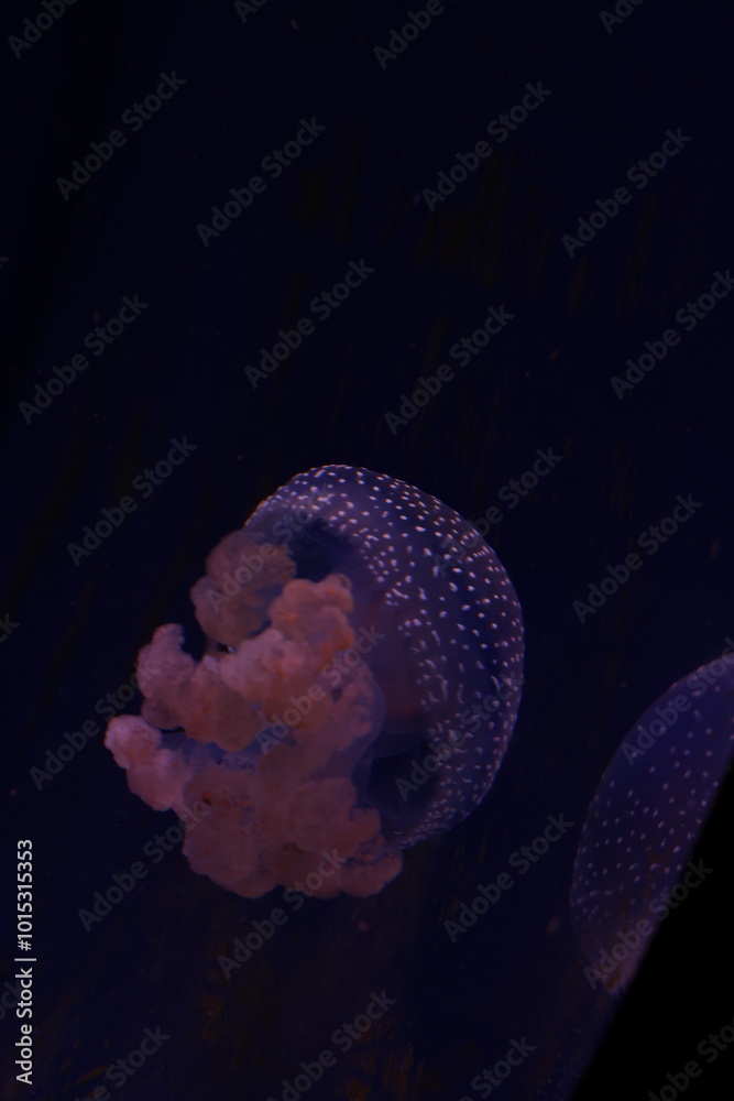 Obraz premium jellyfish in the sea water aquarium