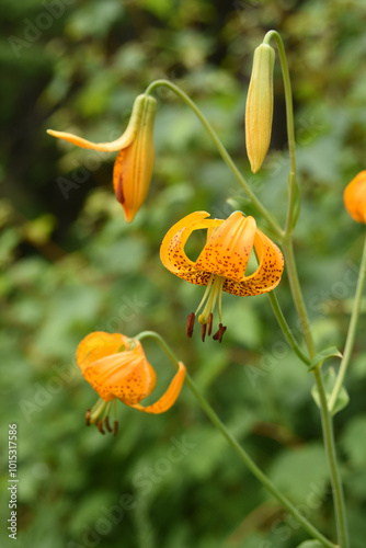 Columbia Lily 2