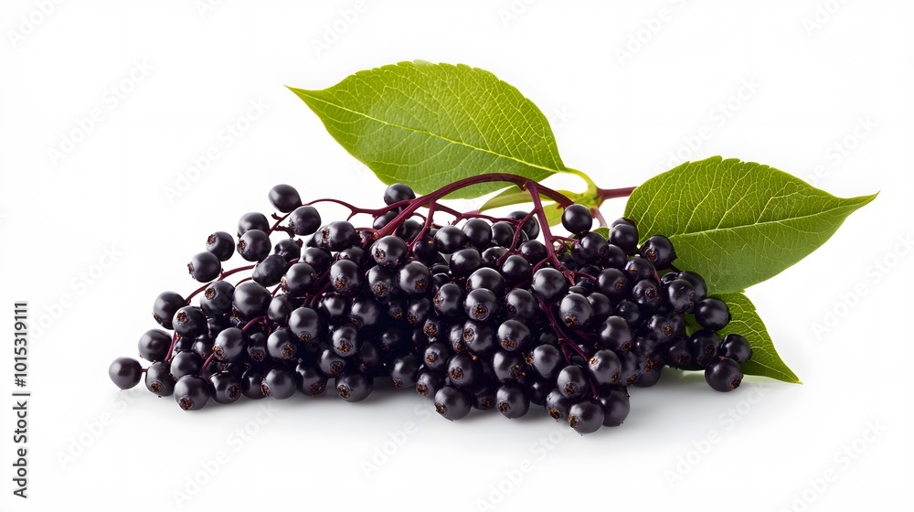 Elderberry white background high-resolution image Elderberry white background high-resolution image