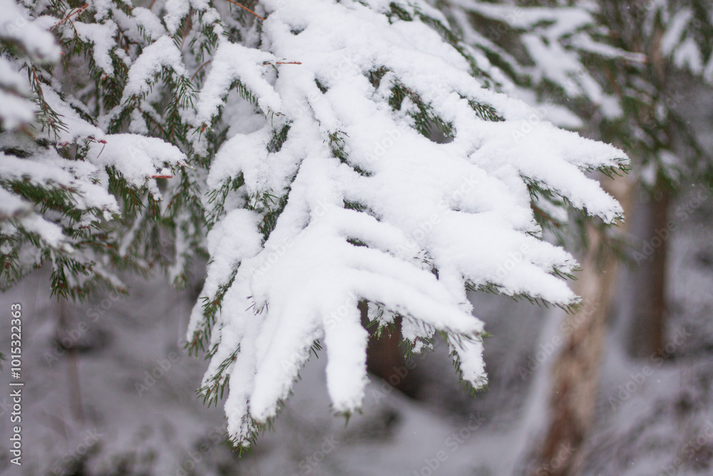 Obraz premium conifer branches are covered with snow