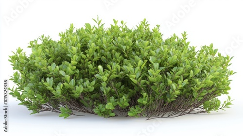 Dense oregano bush isolated on white background