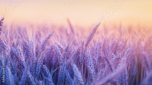  A sunset over a field of grass, with a blurred grass foreground