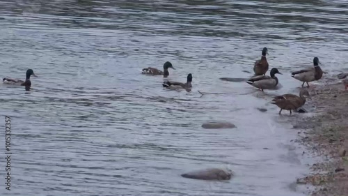 Ducks feeding in the surf