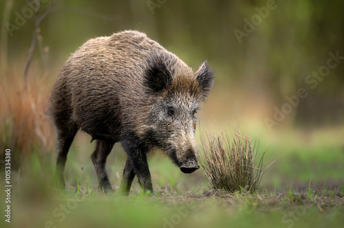 Wild boar close up ( Sus scrofa )