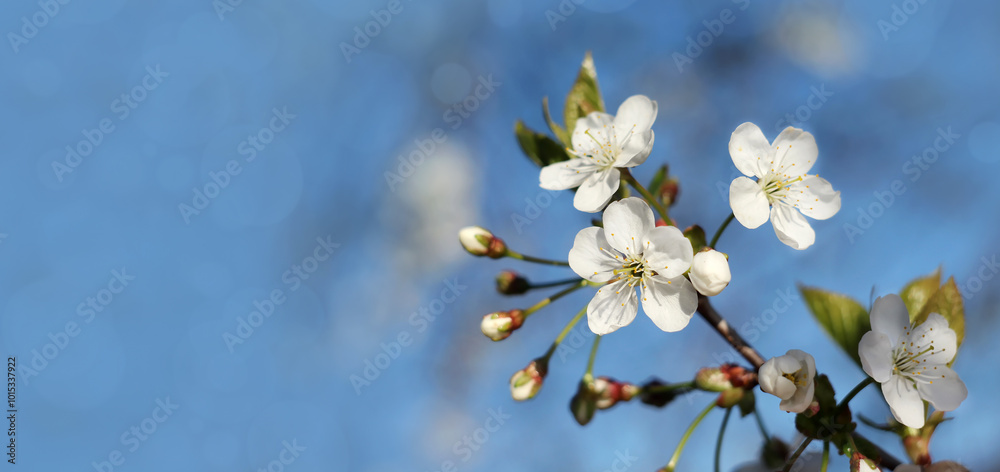 Delicate cherry blossoms outdoors. Spring flowering. Beautiful spring background with bokeh. Place for the text Delicate cherry blossoms outdoors. Spring flowering. Beautiful spring background with bokeh. Place for the text