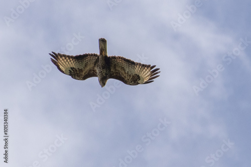 common buzzard