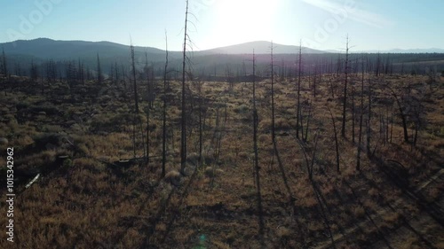  Backlit bare sticks of burned trees damaged by wildfire.