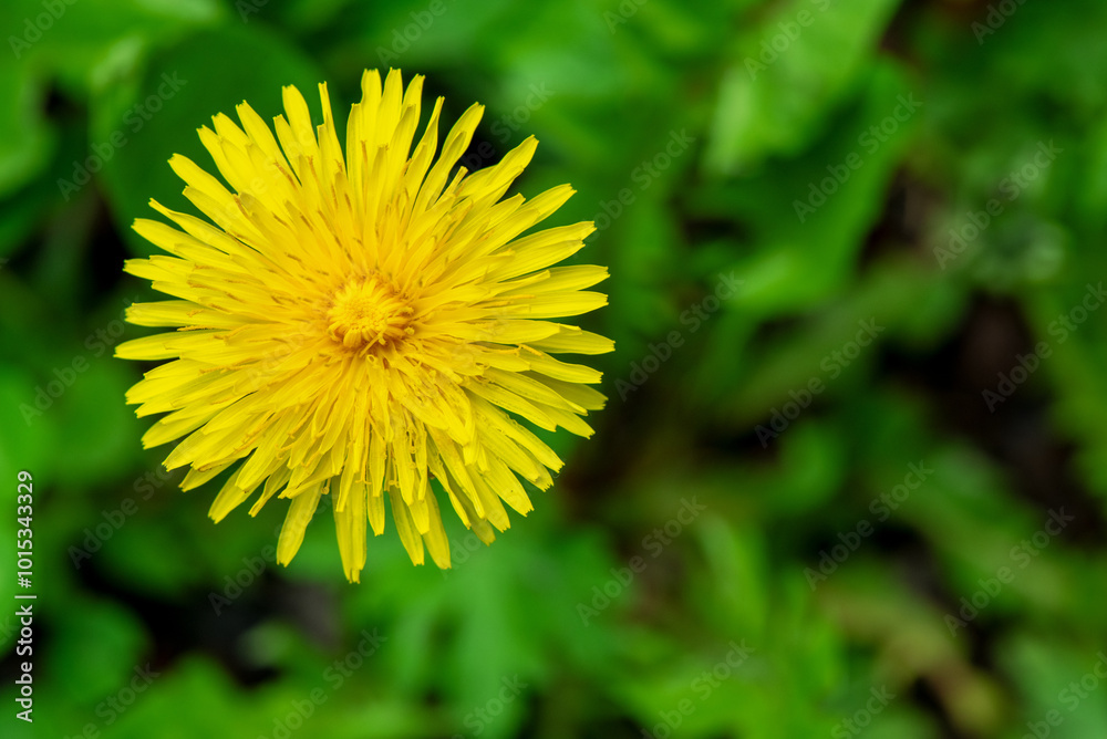 Dandelion in the foreground with a soft blurry green background Dandelion in the foreground with a soft blurry green background
