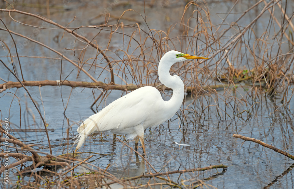 Great Egret in a Wetland Pond
