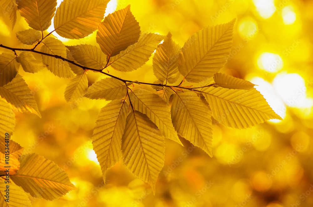 Autumn leaves on the sun and blurred trees . Autumn leaves on the sun and blurred trees .