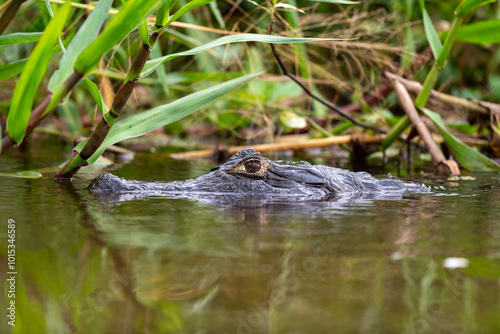 the head of the caiman