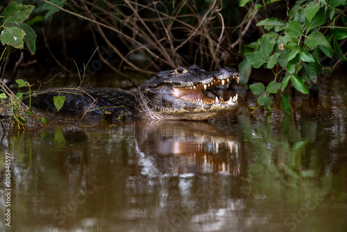Bilde på lerret a caiman with open mouth