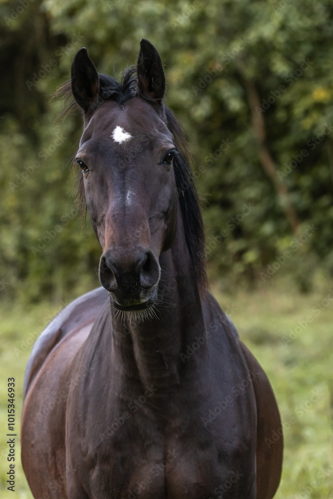Portrait eine dunkelbraunen Pferdes Portrait eine dunkelbraunen Pferdes