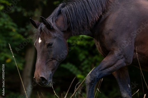 Portrait eines dunkelbraunen Pferdes