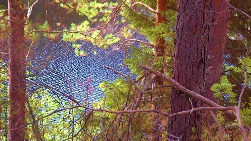 Forest lake. An amazing day. Ripples on the water. 