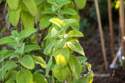 organic medicinal boldo plant in the garden photo