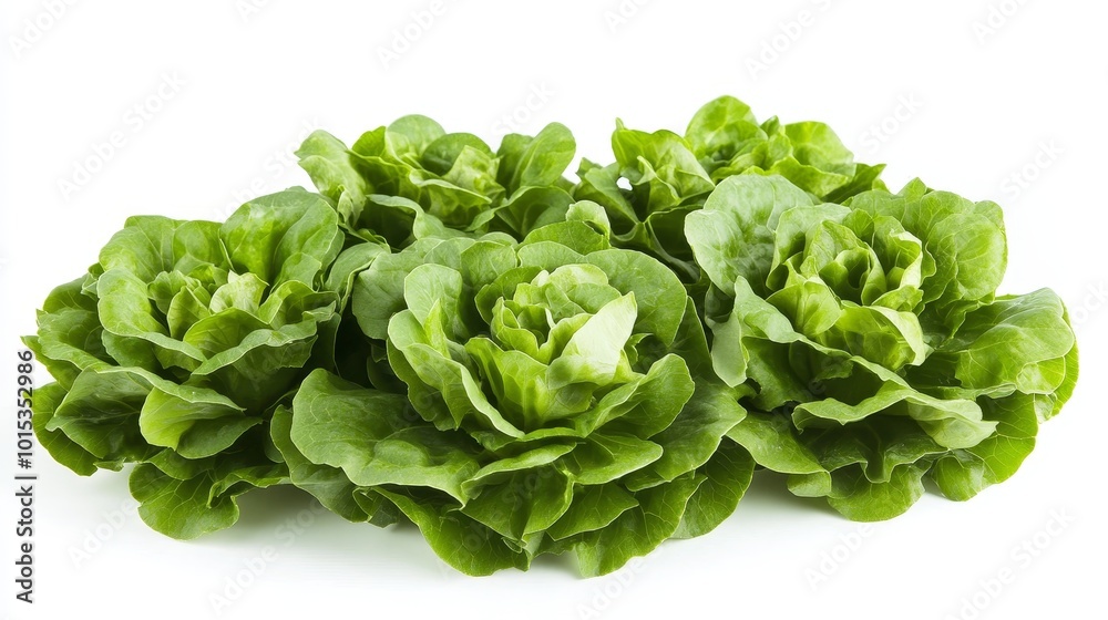 Isolated on white background green butter lettuce composition Isolated on white background green butter lettuce composition