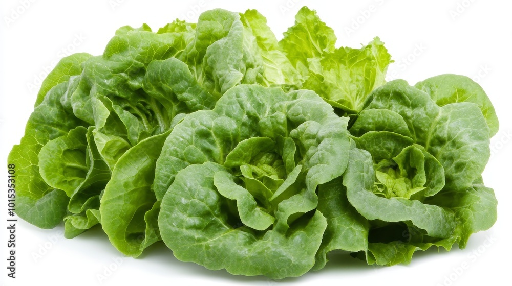 Isolated on white background green butter lettuce composition Isolated on white background green butter lettuce composition