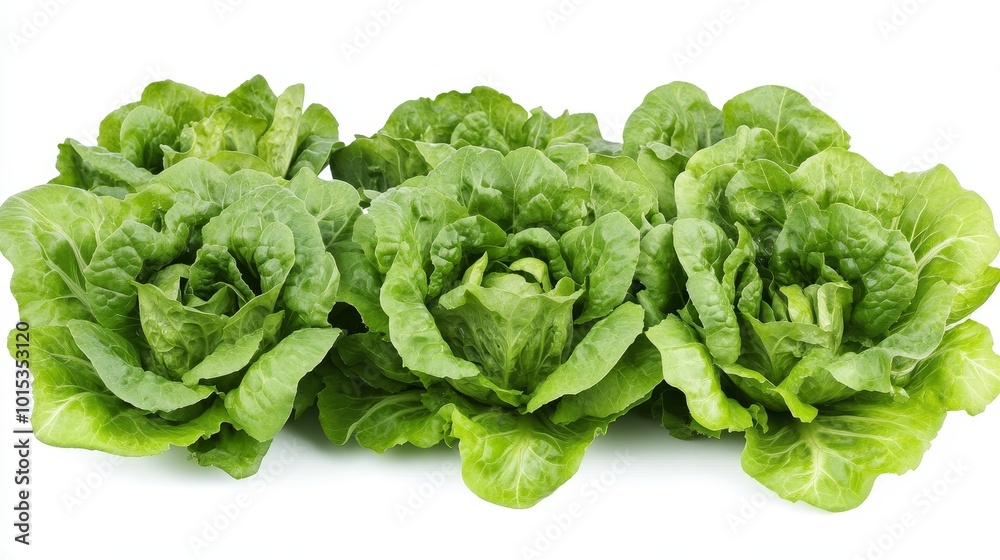 Isolated on white background green butter lettuce composition Isolated on white background green butter lettuce composition