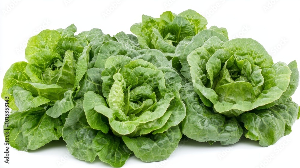 Isolated on white background green butter lettuce composition Isolated on white background green butter lettuce composition